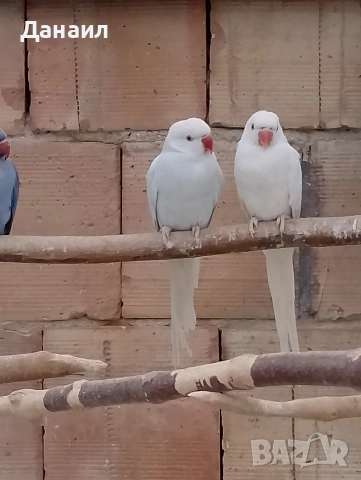 Малък Александър , снимка 6 - Папагали - 53636026