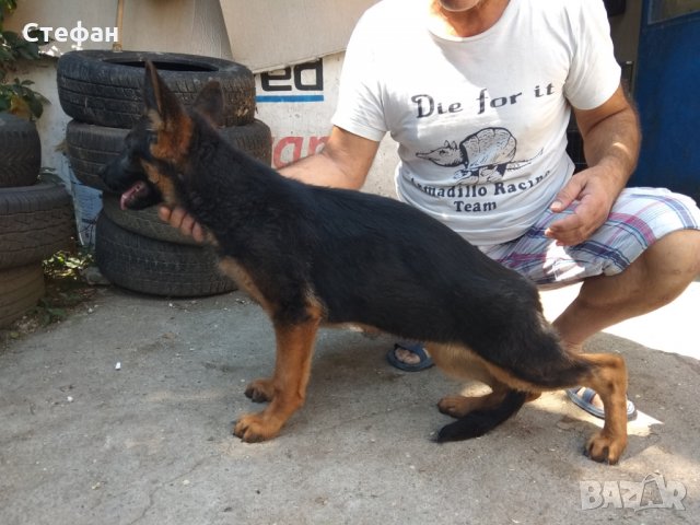 Развъдник за Немско Овчарско Куче, снимка 12 - Немска овчарка - 4605308