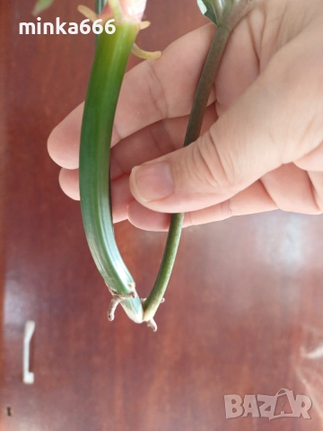 Резник филодендрон тортум, снимка 4 - Стайни растения - 52414495