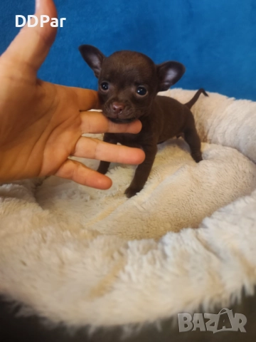 Мини чихупинчери 