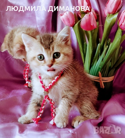 Шотландски мъжки златни чинчили. , снимка 2 - Британска късокосместа - 53619769