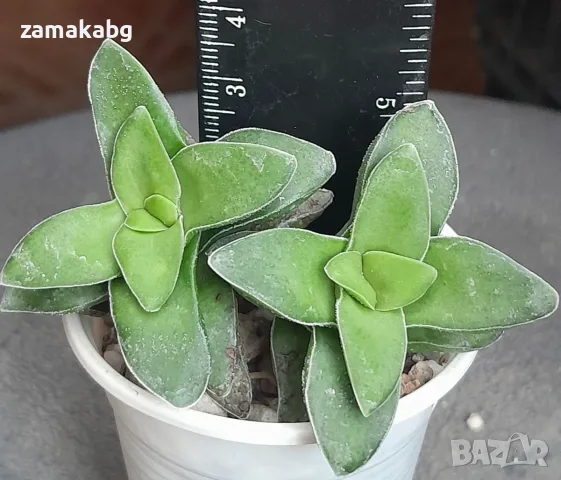 Красула (Crassula Springtime), сукулентно растение