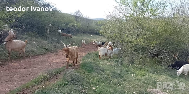 140 кози и пръчове има и отделно към 20 миналогодишни ярета, снимка 6 - Кози - 52641155