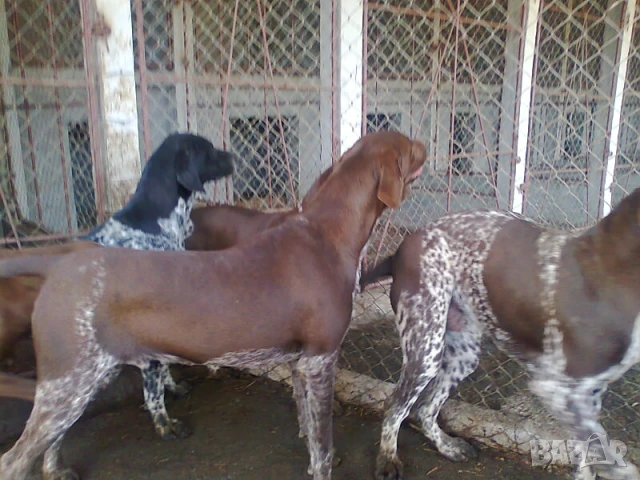 Елитни курцхаари на 6 и 7 месеца , снимка 2 - Курцхаар - 50896423