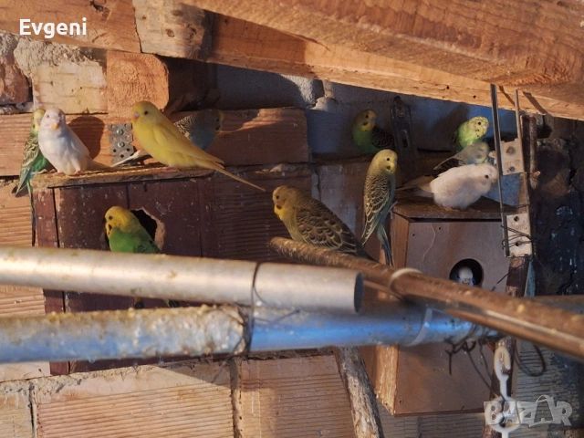 Вълнисти папагали , снимка 13 - Папагали - 51473102