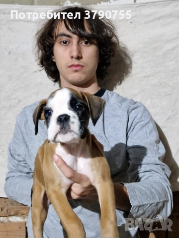 Боксер , снимка 9 - Боксер - 52847032