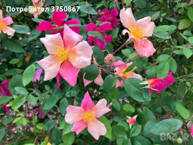 🌹 РОЗА 🌹 Chinensis Mutabilis Rosa