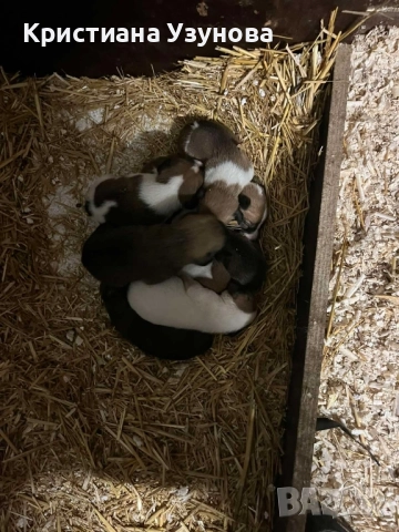 Подарявам кученца Джак ръсел, снимка 3 - Джак ръсел териер - 52343872