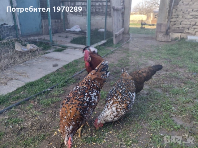 Легхорн, снимка 3 - други­ - 53586534