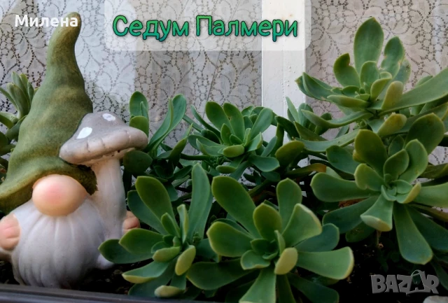 Седум Палмери, снимка 2 - Градински цветя и растения - 49446517