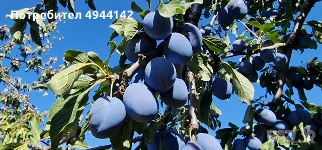 Продавам сини сливи сорт "Стенлей" за ракия или прясна консумация.