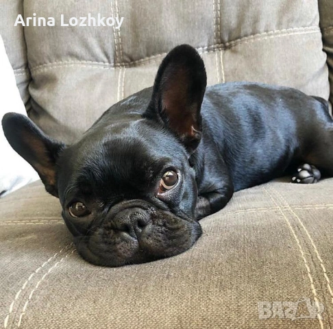Кученца френски булдог