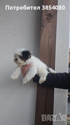 Бивер Йоркширски териер момче , снимка 3 - Йоркширски териер - 53275694