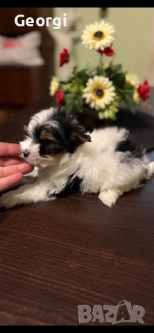 Бивер Йоркширски териер Йорки, снимка 7 - Йоркширски териер - 53422840