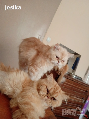 Мъжки персийци на година и половина с хигиенни навици не кастрирани,чиста порода .
