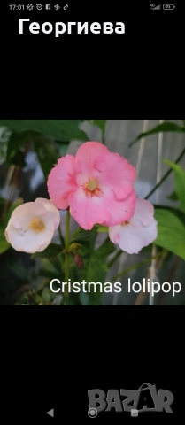 ризоми ахименес , снимка 5 - Градински цветя и растения - 53498563