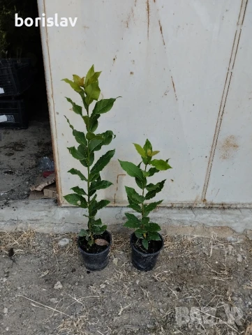 Промоция на дафинов лист - лаврово дърво, снимка 13 - Стайни растения - 14936605