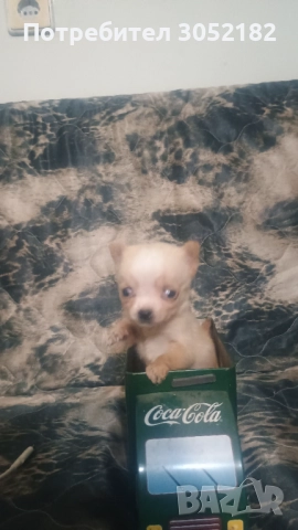 Свободно момче чихуахуа , снимка 3 - Чихуахуа - 52671215