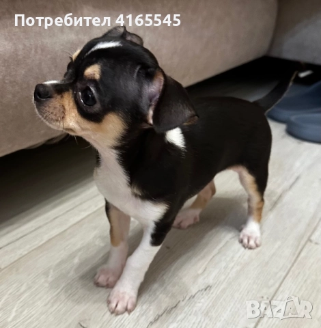 Чихуахуа момиченце гр. Варна, снимка 3 - Чихуахуа - 52787097