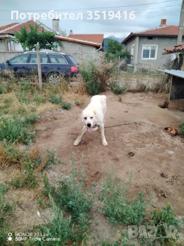 Продавам Сао Алабай, снимка 1