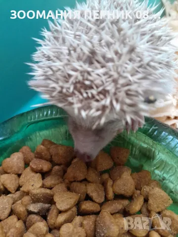 Женски африкански декоративен таралеж 