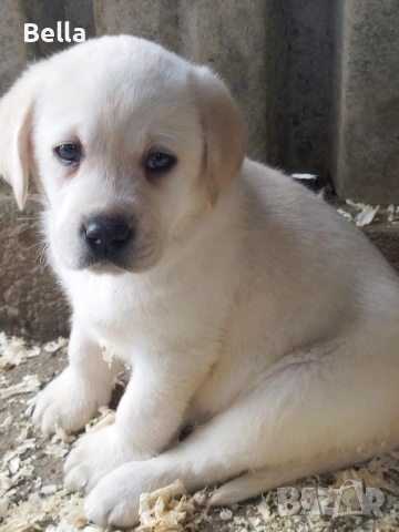 Лабрадор ретривър 