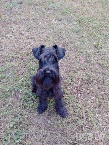  Мъжки мини шнауцер, снимка 4 - Други - 44351208