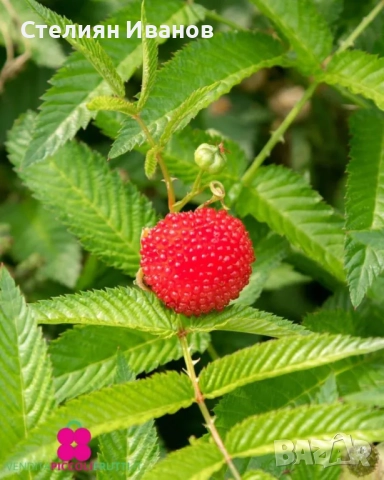 Ягодомалина (Rubus illecebrosus), снимка 3 - Градински цветя и растения - 52354360