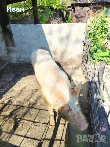 Прасе.       .. , снимка 4 - Прасета - 56139710