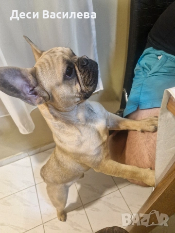 Френски булдог момче 