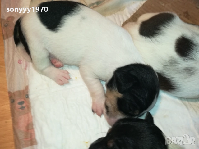 ДЖАК РЪСЕЛ БЕБЕТА-УНИКАЛНИ СЛАДУРИ 250ЛВ ЗА ЕДНО, снимка 5 - Джак ръсел териер - 51548158