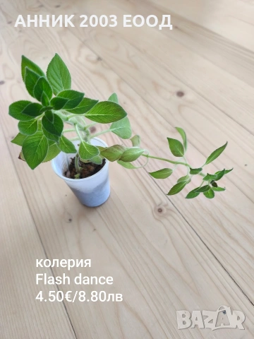 Сортови колерии, снимка 12 - Стайни растения - 53782439