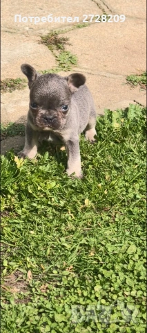 Френски булдог Блу Тан/French Bulldog Blue Tan , снимка 3 - Френски булдог - 53684413