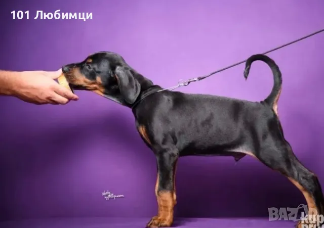 Добермани с родословие, снимка 4 - Доберман - 47454858