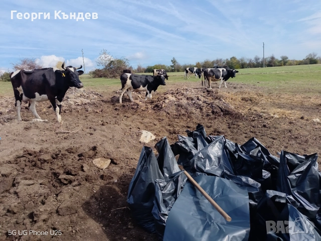 Говежда угнила тор в чували, снимка 2 - Тор и почвени смеси - 52229795