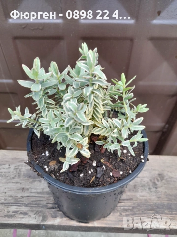 Хебе Триколор, снимка 4 - Разсади - 51618295