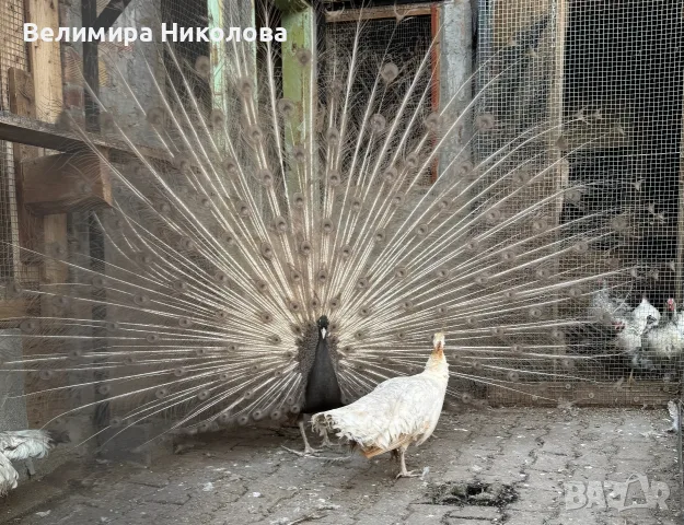 Продавам мъжки и женски пауни, снимка 9 - други­ - 55937315