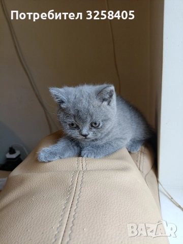 Британска късокосместа, снимка 2 - Британска късокосместа - 52903898