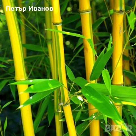 Бамбук студеноустойчив с корен, снимка 9 - Градински цветя и растения - 41115267