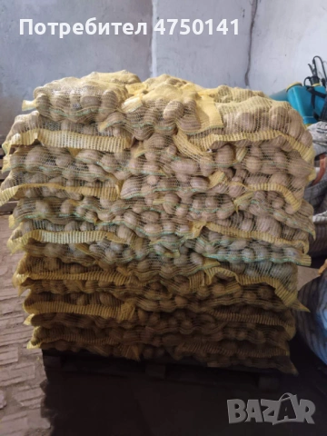 Картофи сорт "Сорая" , за консумация и семе, снимка 5 - Сортови семена и луковици - 53646066