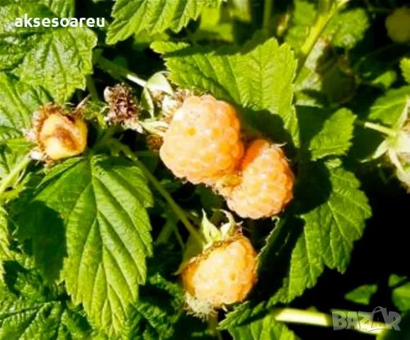 20 Семена от Британска Есенна Златна Малина Златни витаминозни Сладки Малини от Колумбия плодове, снимка 13 - Сортови семена и луковици - 50220808