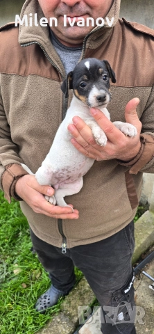 Джак Ръсел териер, снимка 2 - Джак ръсел териер - 52710876