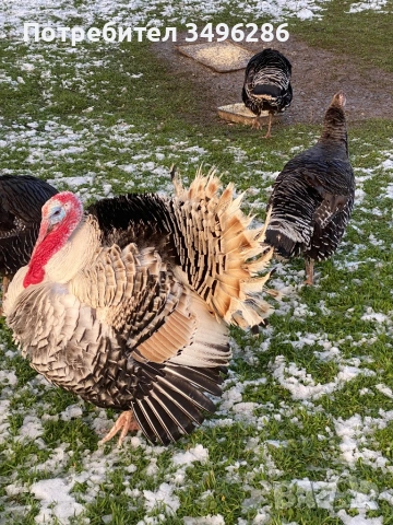 Продавам Пуяк и Пуйка