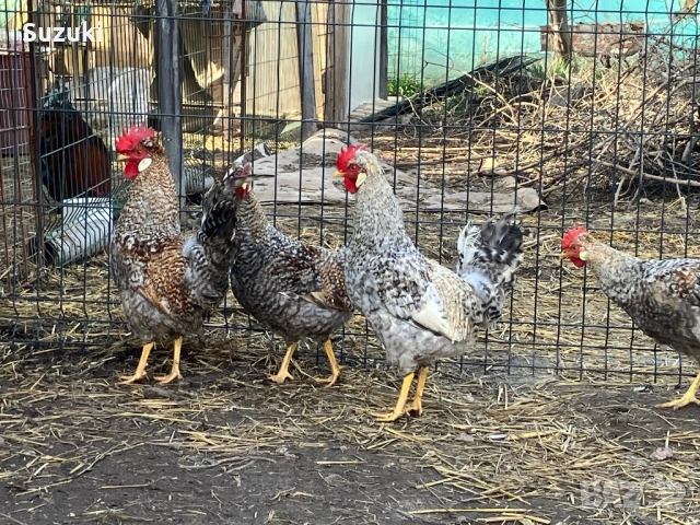 Петлета Маран и Легбар, снимка 4 - Кокошки и пуйки - 53697776