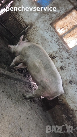 НЕРЕЗ 250-260кг 3годишен работещ, снимка 2 - Прасета - 53515567