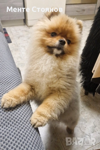 померан , снимка 8 - Померан - 53266878