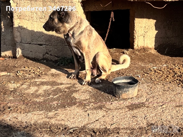 Кангал женска, снимка 2 - Кангал - 52935608