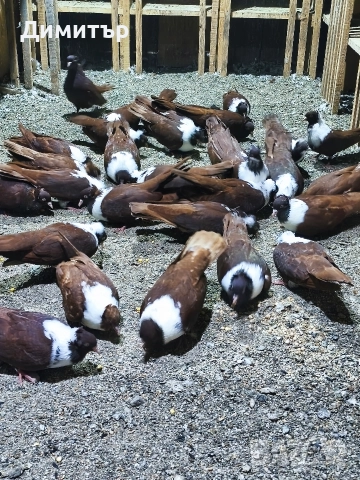 10 чифта Чирпански гълъби , снимка 3 - Гълъби - 52945001
