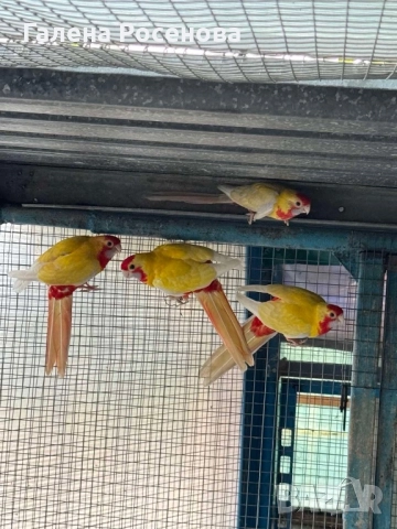 Пенантови розели