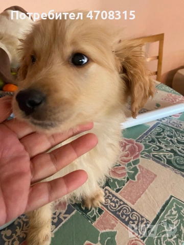 Голдън ретривър момченце, снимка 5 - Голдън ретривър - 53614153